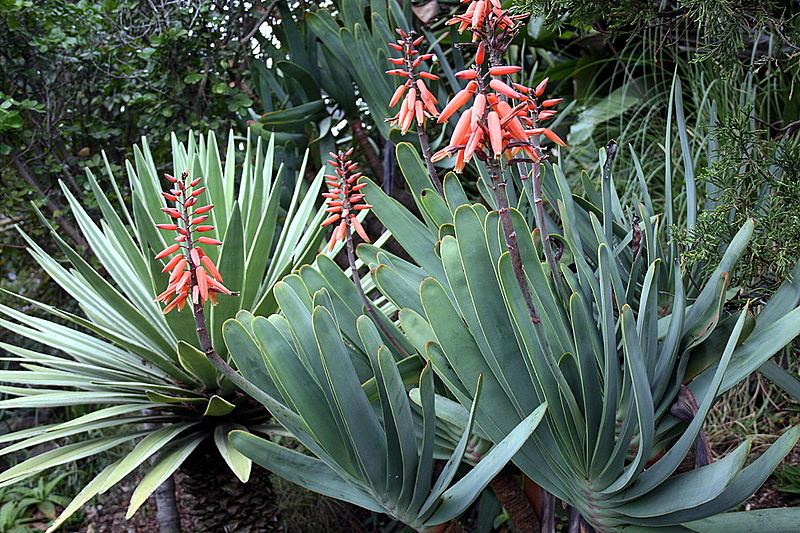 Aloe plicatils in bloom